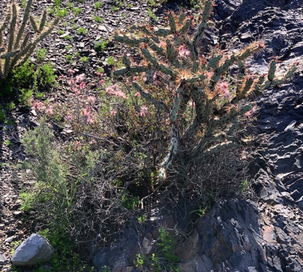 Mar 14 - A Pink Fair Duster. Native. So nice to see these blooming in the local landscape.